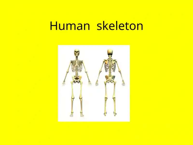 Humanskeleton