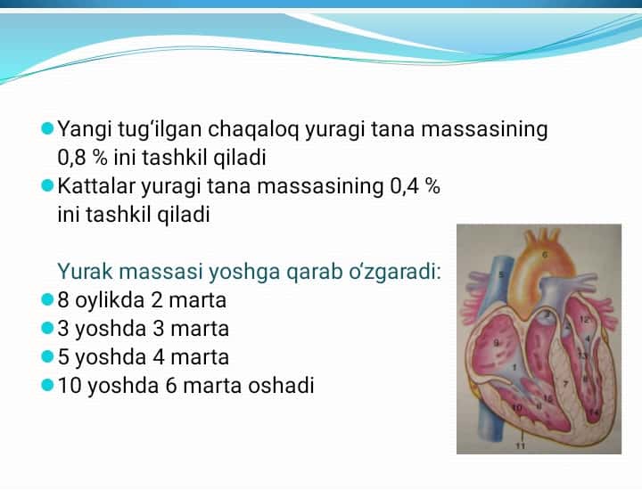 Bola rivojlanishida yurak xajmini o‘zgarishi,yurak bo‘shlig‘i kengligi bilan qon tomirlar nisbati, ularning gemodinamik ko‘rsatkichlarning ahamiyati.