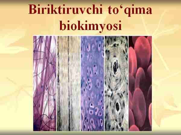 Biriktiruvchi to‘qima biokimyosi