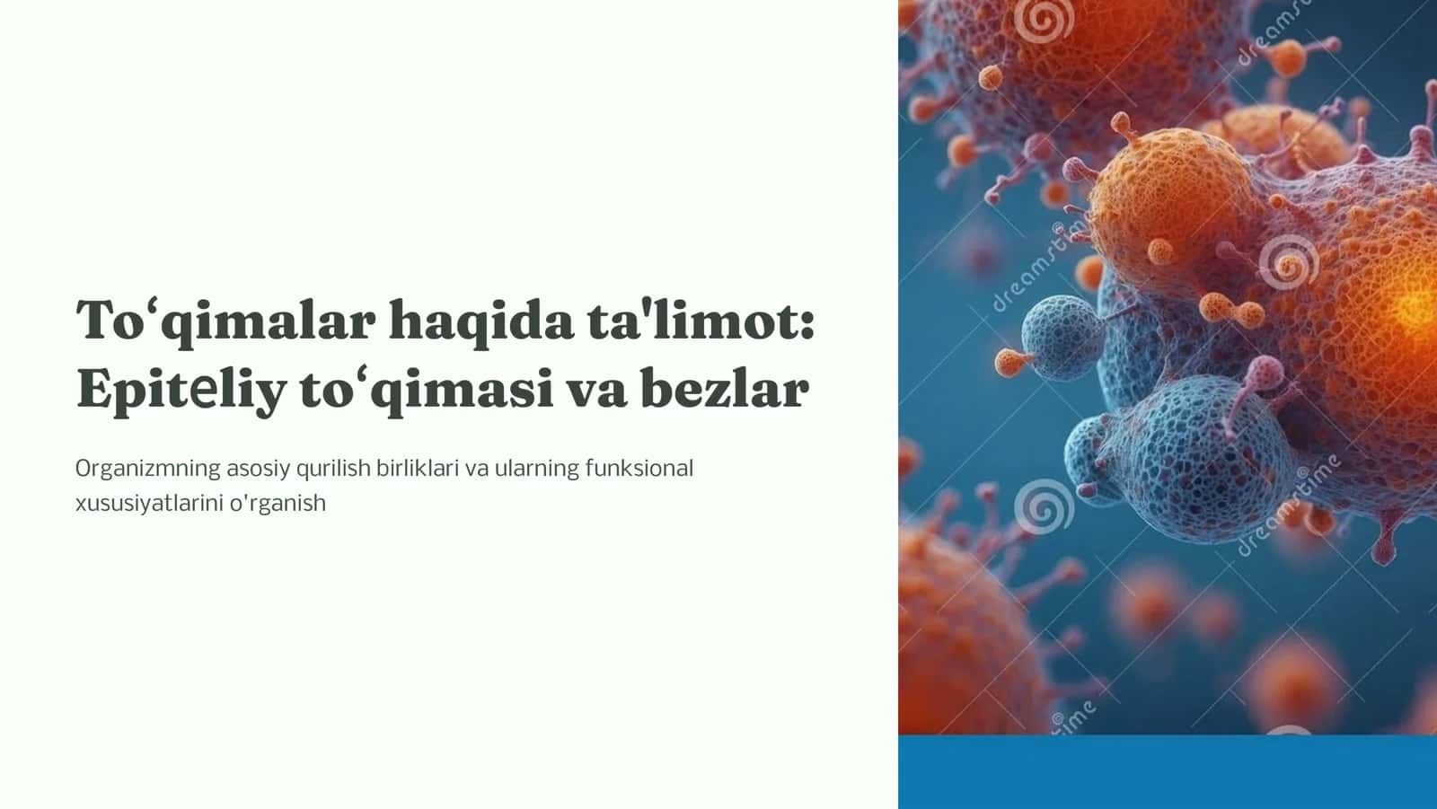 To'qimalar haqida ta'limot. Epitеlеy to'qimasi. . Bеzlar