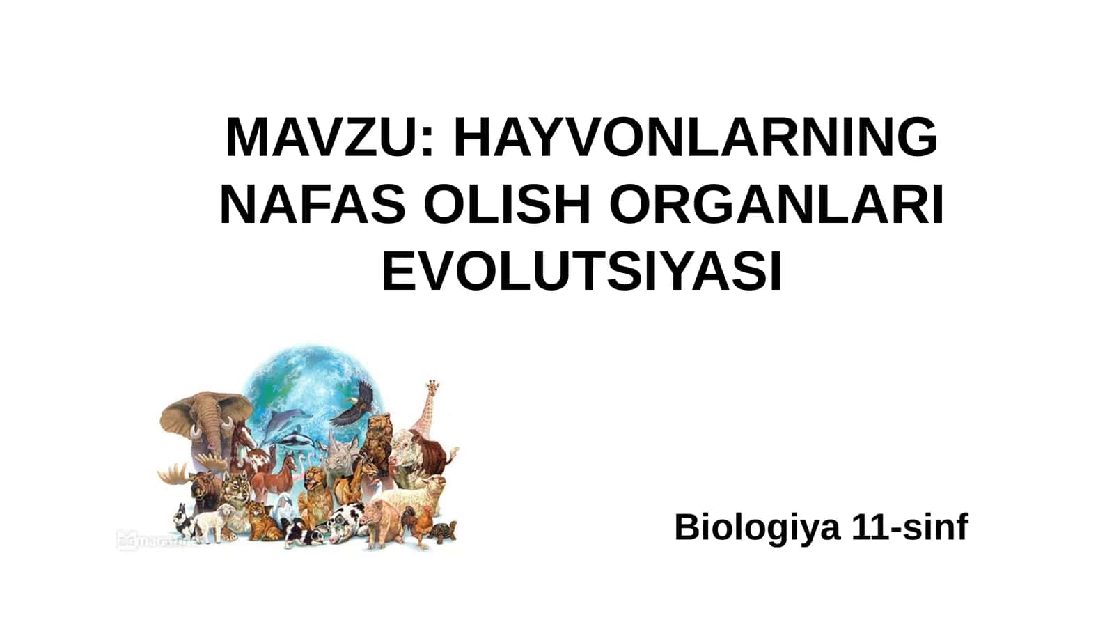 11-Sinf Biologiya: “Hayvonlarning Nafas Olish Organlari Evolyutsiyasi” Taqdimot