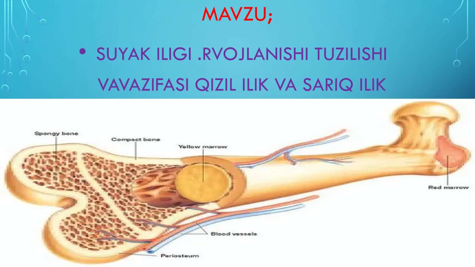 SUYAK ILIGI.RVOJLANISHI TUZILISHI VAVAZIFASI QIZIL ILIK VA SARIQ ILIK