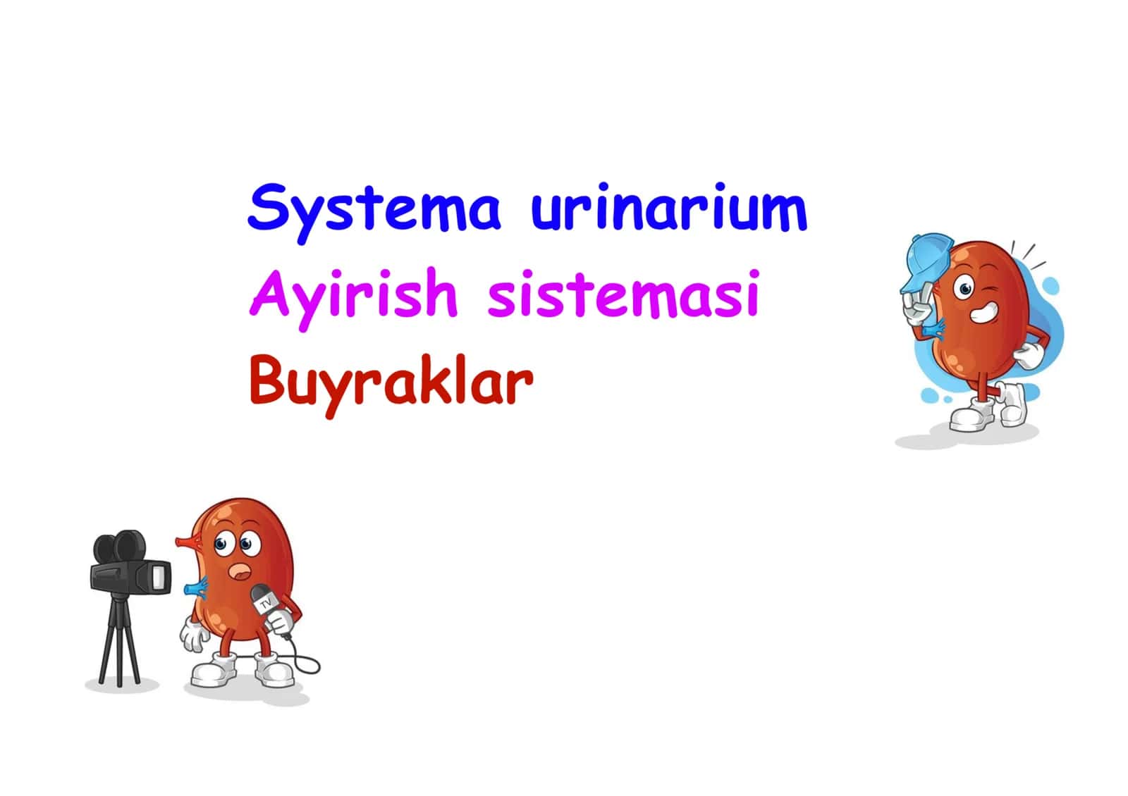 Ayrish sistemasi, buyraklar, anatomiya, skletotopiya, haasi bor