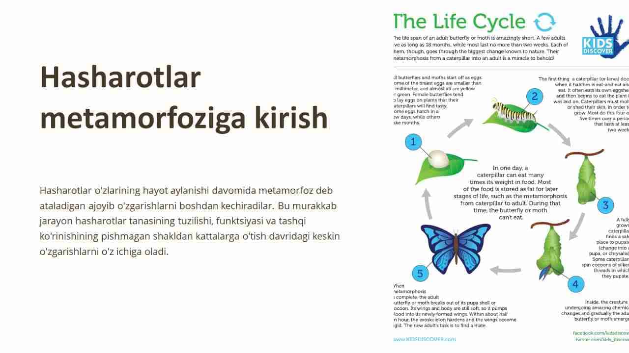 To’liq o’zgarish bilan rivojlanadigan hasharotlar biologiyasi.