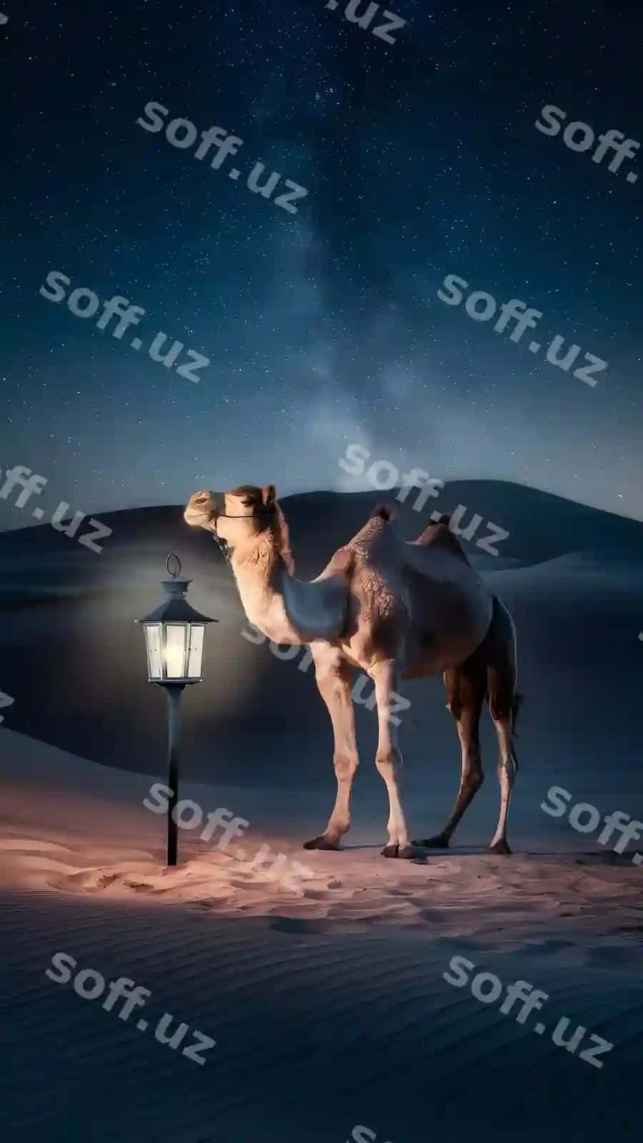 Osimlik cho'lon kechasi goti feneri yulduzli osmon bilan | Ethereal desert night with camel lantern starry sky