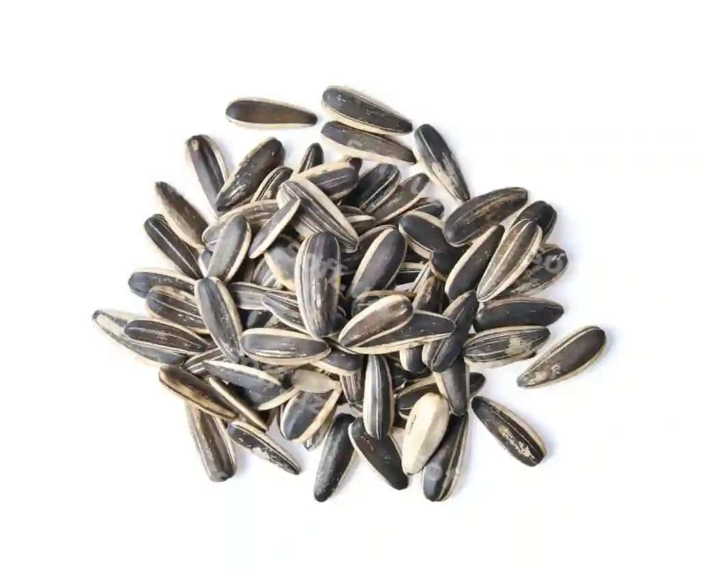 Qurdi urug'i ajraltirilgan oq faza | Sunflower seed isolated white space