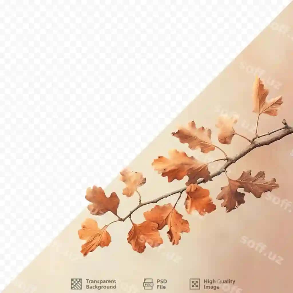 Qurgan kuzgi barglar mehmo'r daraqi | Dried autumn leaves oak tree branch