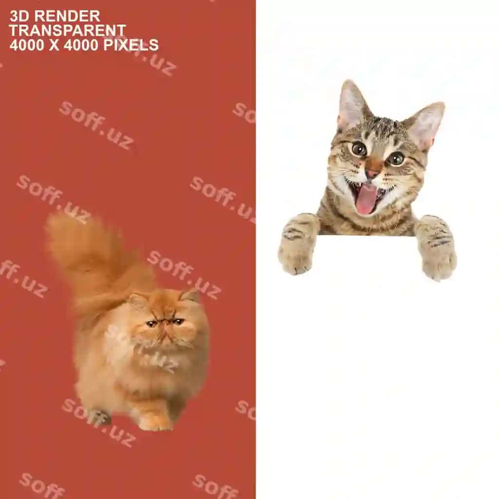 It mushuk shaffof orqa fonda | Dog cat transparent background