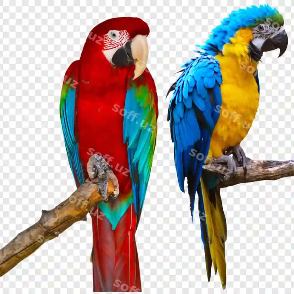Parlak qizil ko'k papqalari daraqqa o'tirgan | Vibrant red blue macaws perched branch