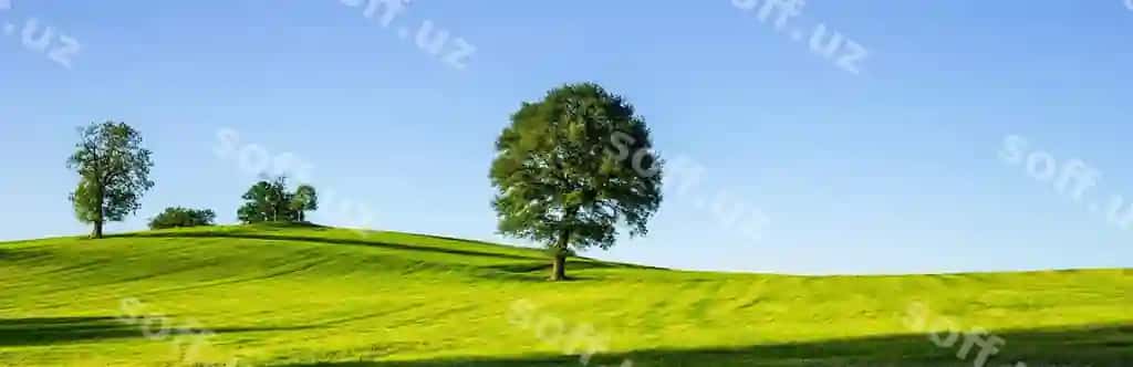 Parkdagi daraxtlar aniq ko'k osmon qararqan. | Trees growing park against clear blue sky