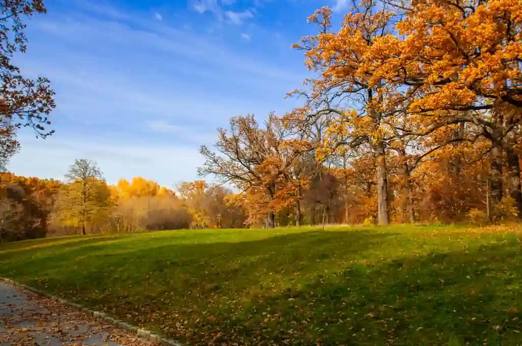 Moviy osmon fonida to'q sariq barglari bo'lgan yashil o't daraxtlari bilan qoplangan maysazor parki | Lawn park with green grass trees with orange leaves against blue sky