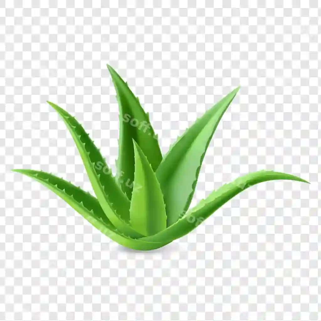 Aloe vera o'simlik yashil varoqlari bilan ajraltirilgan shaffof fonda | Aloe vera plant with green leaves isolated transparent background
