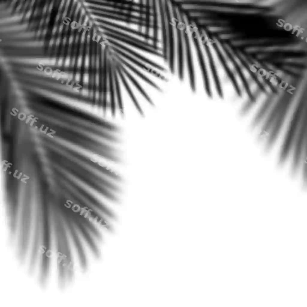 Png palm chiqloq soya dizayn elementi | Png palm tree shadow design element