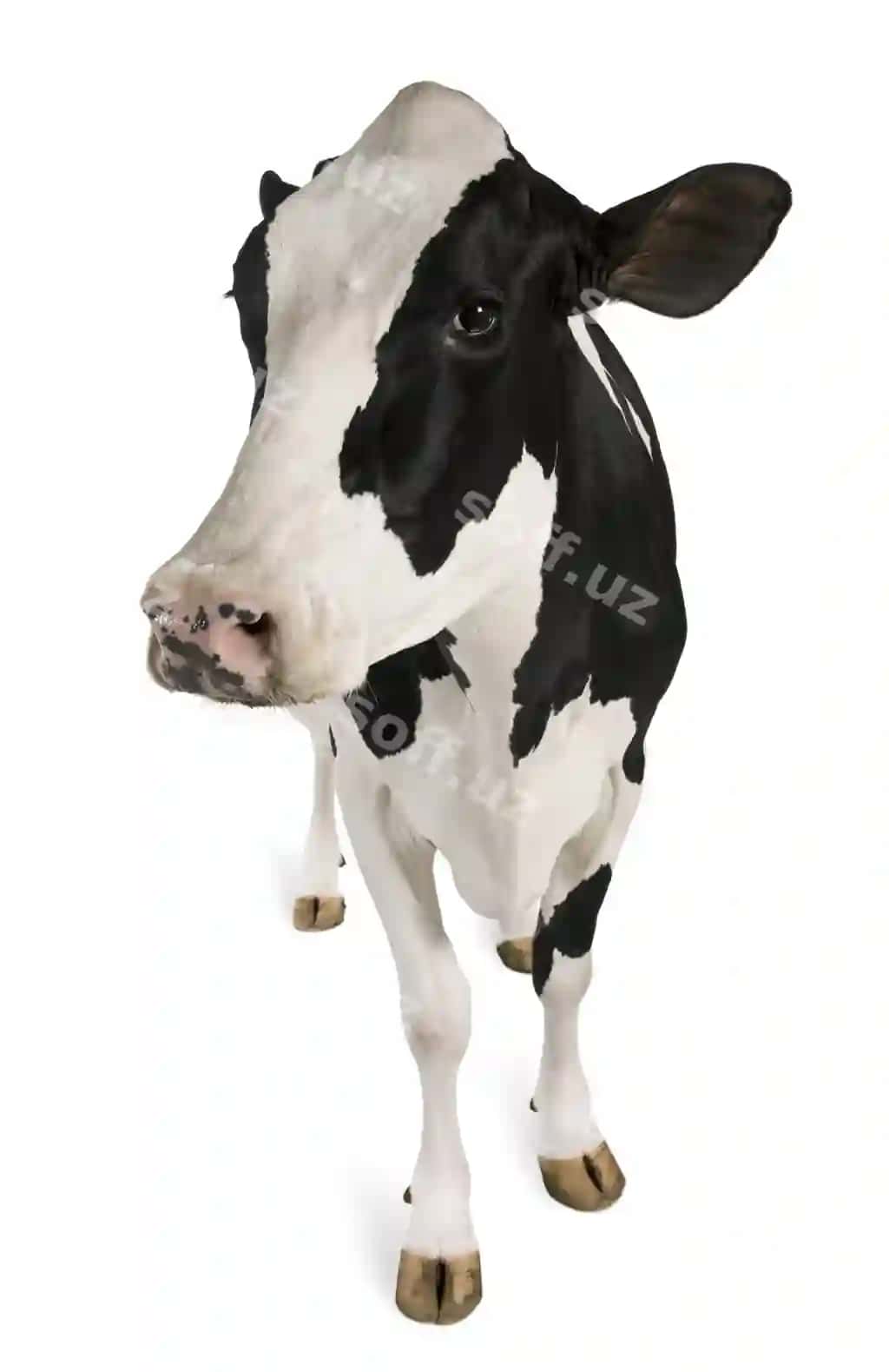 Holstein sigiri tirmonda | Holstein cow standing