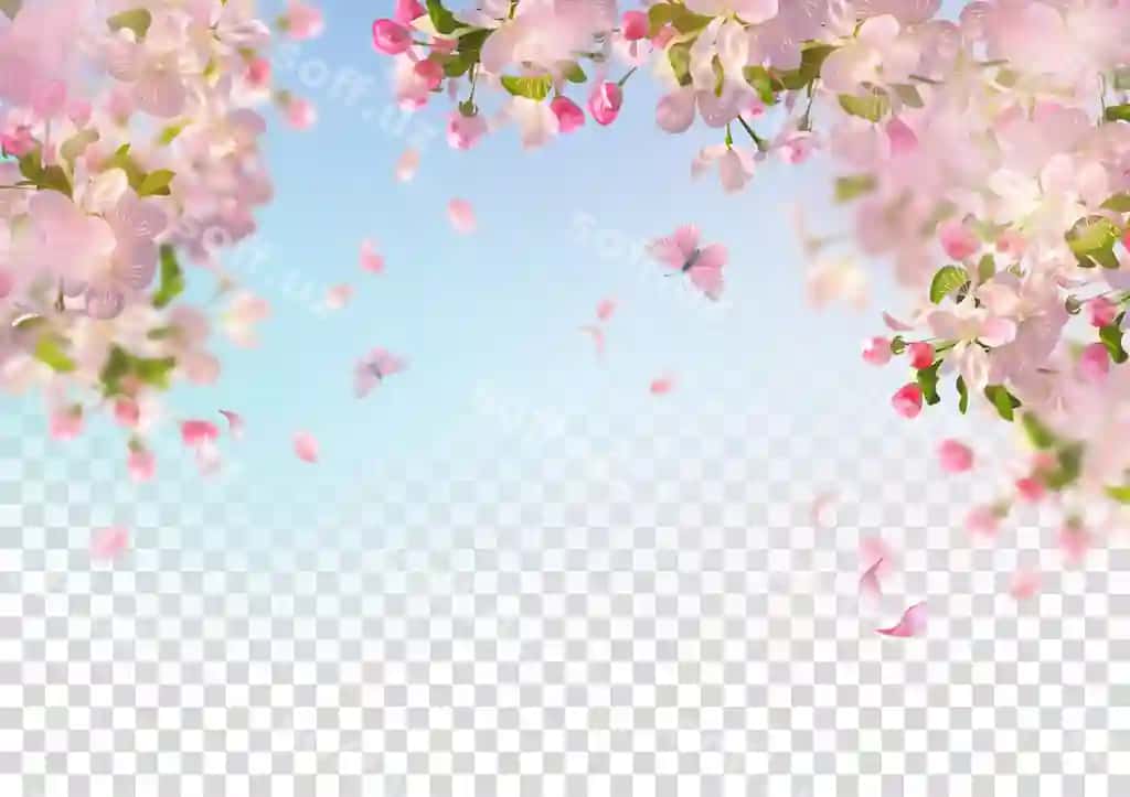 Chery gul uchuvchi petal bahor foni | Cherry blossom flying petals spring background