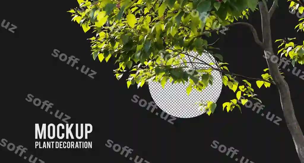 Turli xil turlar: daraxt tarmogi, o'simliklar, chuqurro'yxatlar, chuqurro'yxat, kichik o'simliklar, ajralgan | Various types tree branch plants bushes shrub small plants isolated