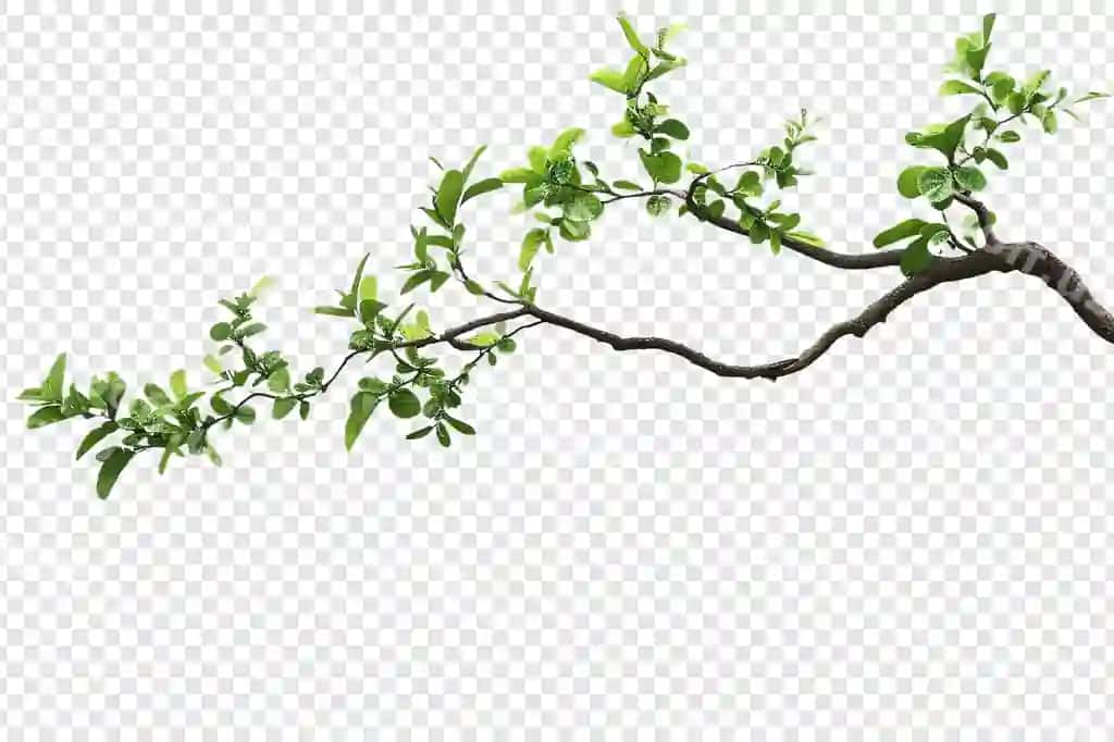 Dara daraxti ajraltirilgan shaffof fonda | Branch tree isolated transparent background