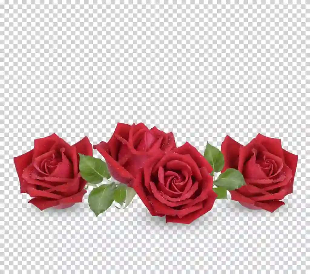 Izolyatsiya qilingan premium psdxa suv tomchilari bilan qizil atirgul | Red rose with water drops isolated premium psdxa