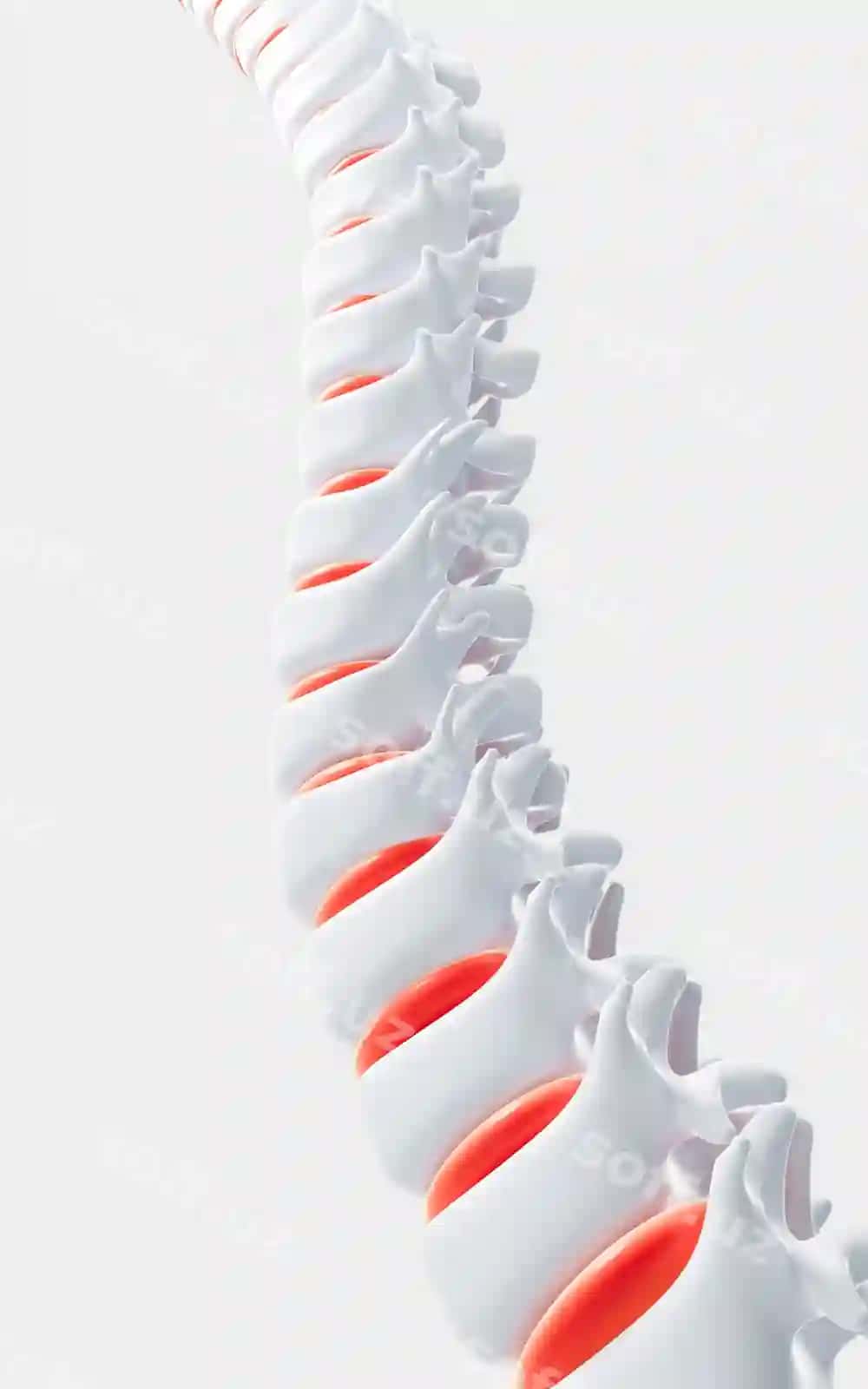 Inson usti bosimi modeli spetsifikatsiyasi inson vertebralari modeli 3D render | Human spine model specification human vertebrae model 3d rendering
