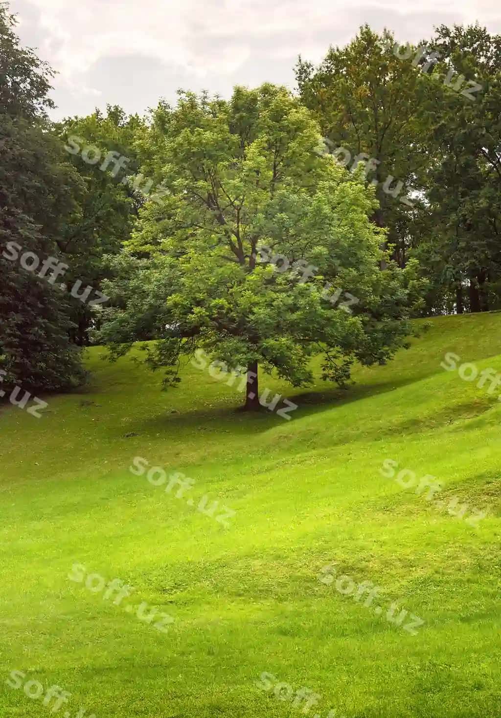 Yashil daraxt yorqin yorug'langan mezmakli qishloq parki hamda yozgi mezmakli mehmonxona | Tree green slope brightly lit grass lawn summer park