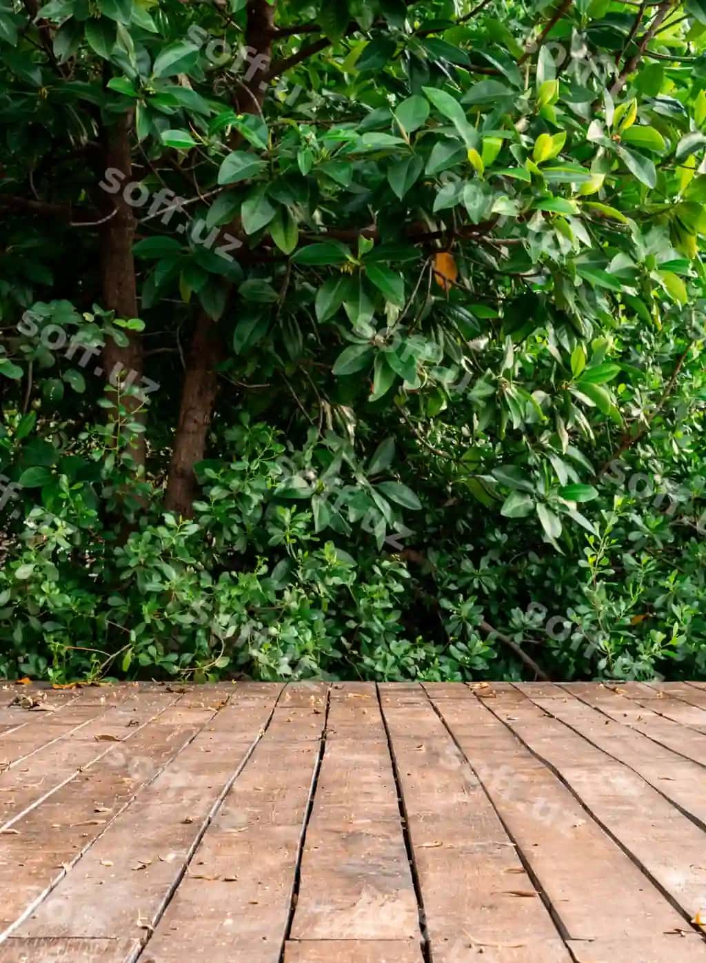 Yog'ochli terrasa daraxt o'rmon chuqur bahor quyoshli kun bilan | Wooden terrace with tree forest bush spring sunny day