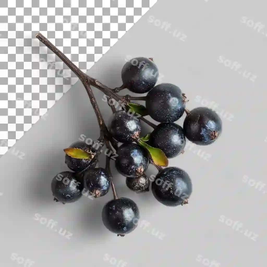 Qora quruqchuq chortoqlari ajraltirilgan shaffof fonda | Blackthorn berries isolated transparent background
