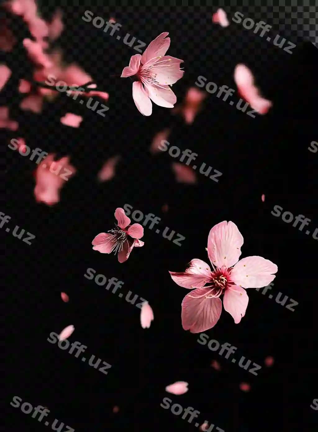 Kuz barglari ko'k osmon qarshisida tushyotgan | Autumn leaves falling against blue sky