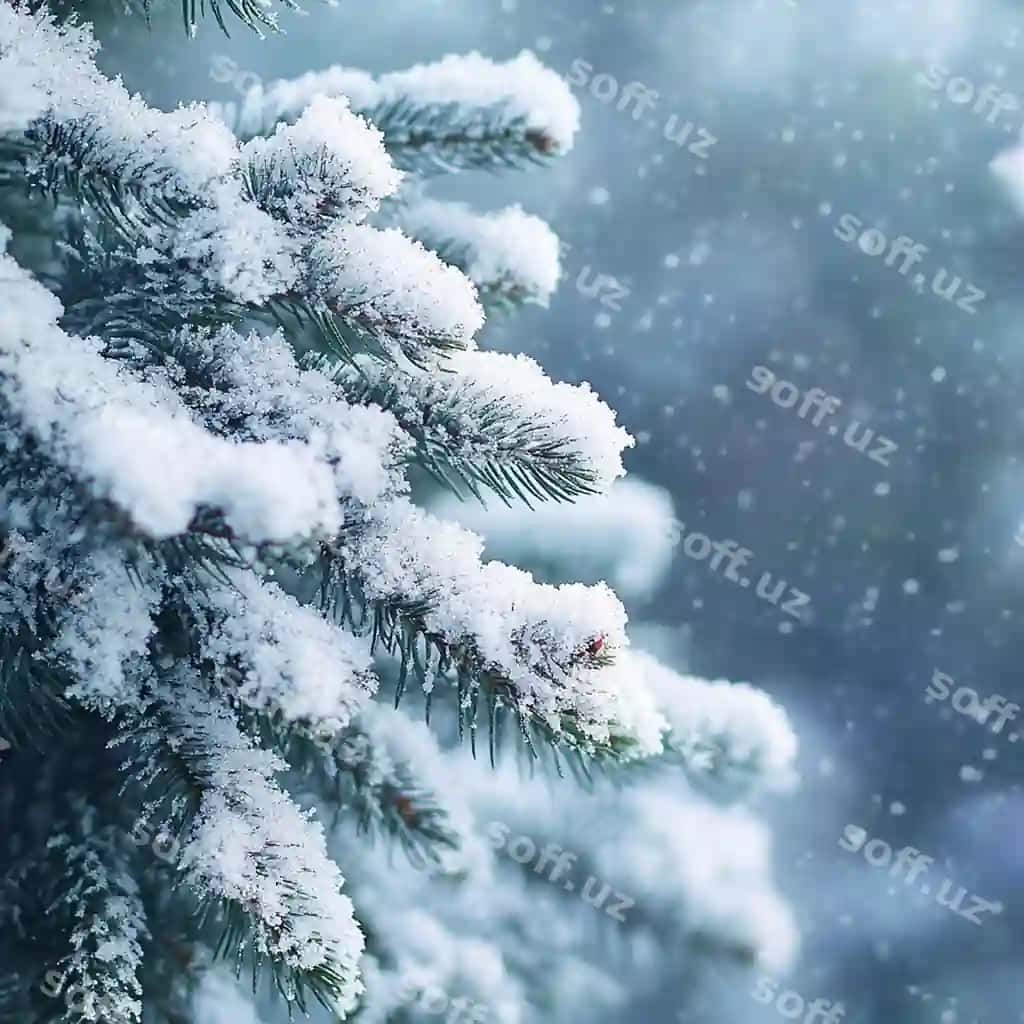 Yangi yil uyali qor yaxlit yaxshi sifatli fotosurati | Christmas tree snow closeup high quality image