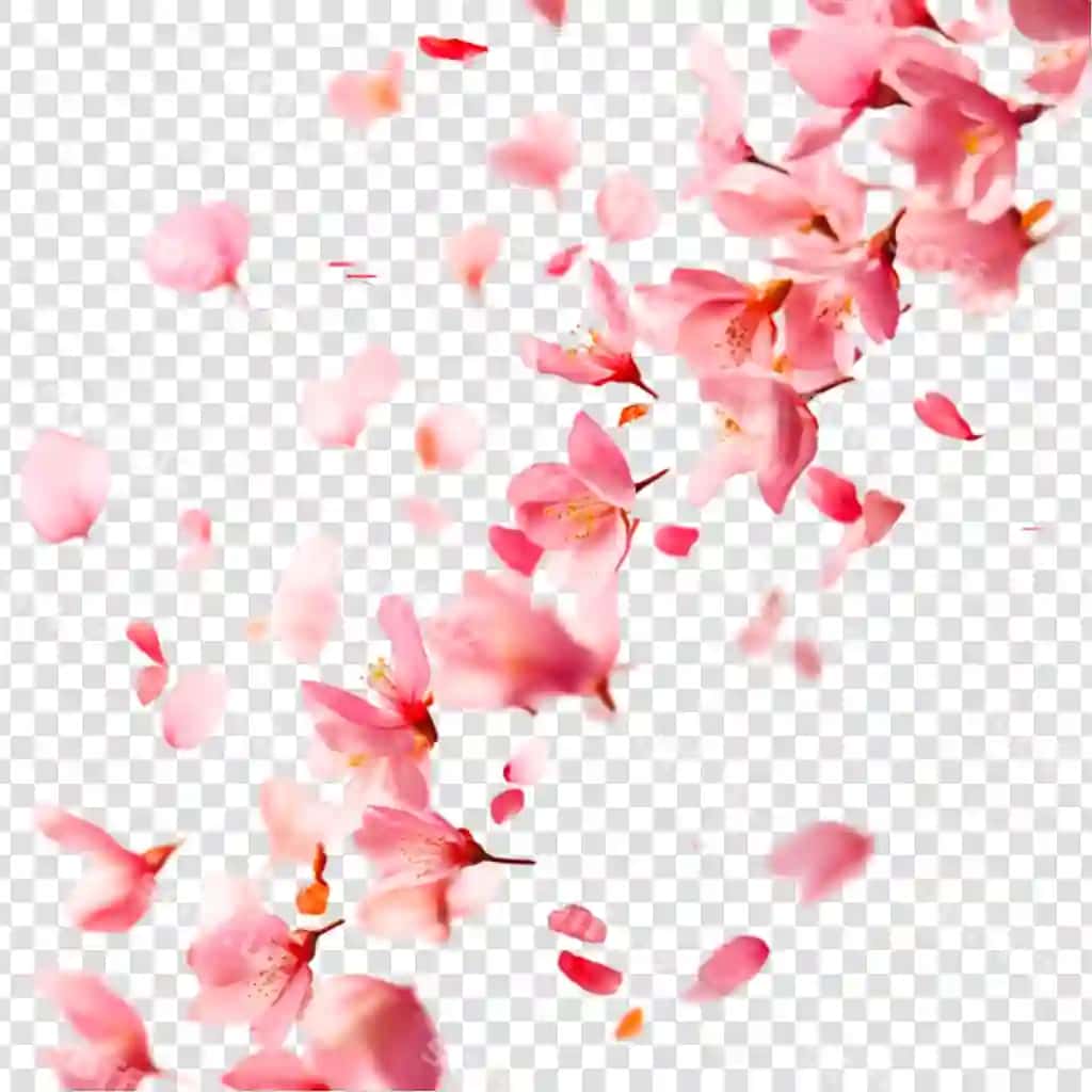 Pink gilos gullari, tushadigan yelpi, bahor gullari, tabiat go'zalligi | Pink cherry blossoms falling petals spring flowers nature beauty