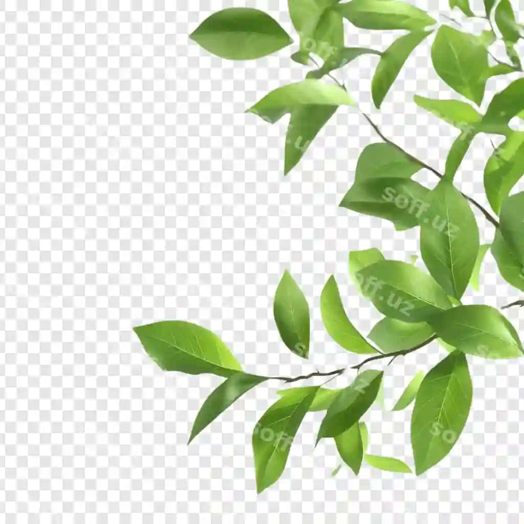 Yashil varaqli darma ajraltirilgan shaffof fonda | Green leaves branch isolated transparent background