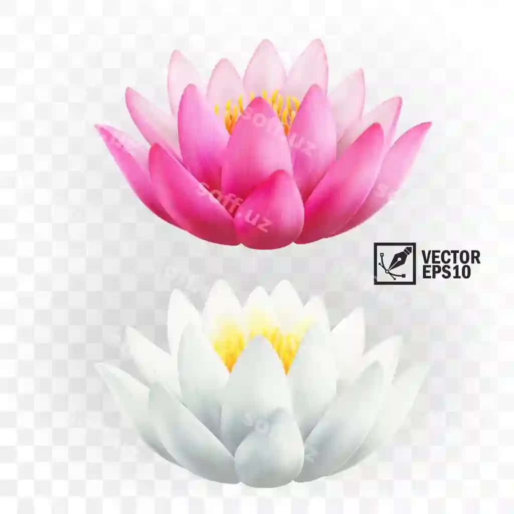 3d realistik pink oq lotus gullari | 3d realistic pink white lotus flowers