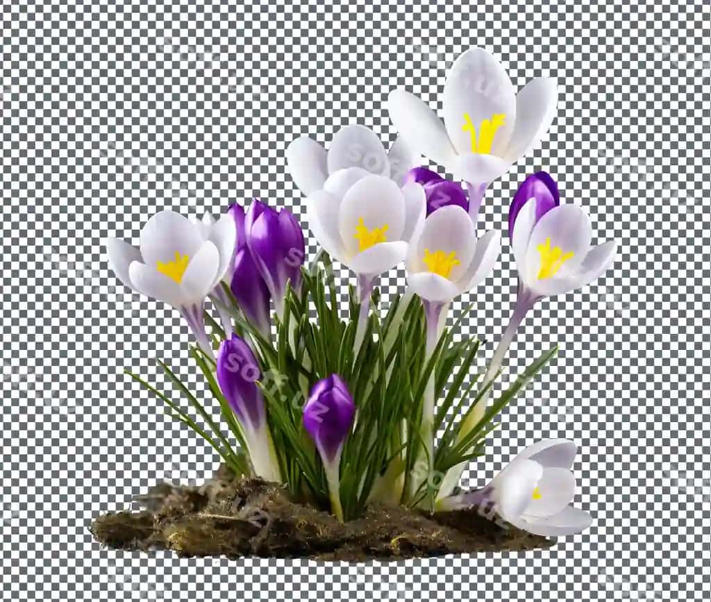 Go'zal krokus ajraltirilgan shaffof orqa fonda | Beautiful crocus isolated transparent background