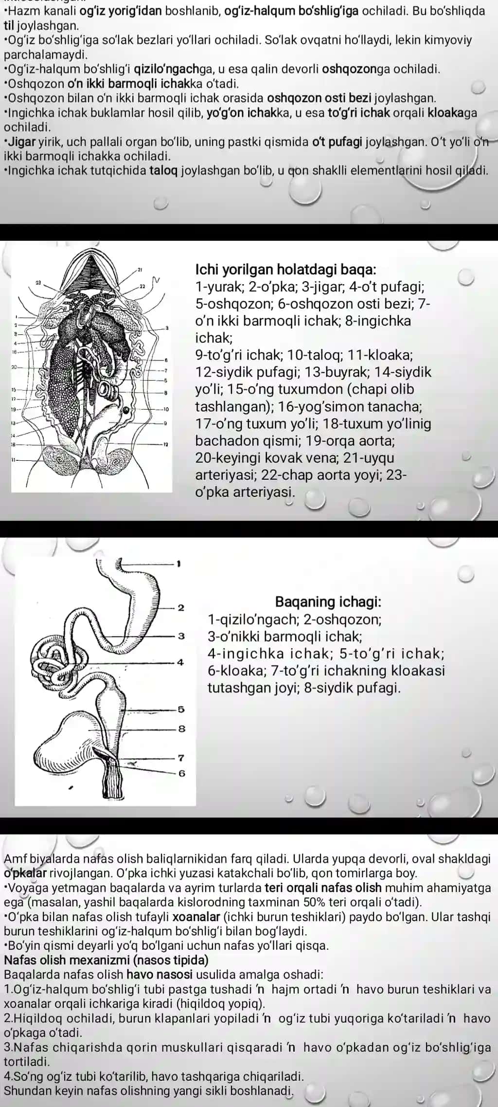 virusalogiya fanidan taqdimot