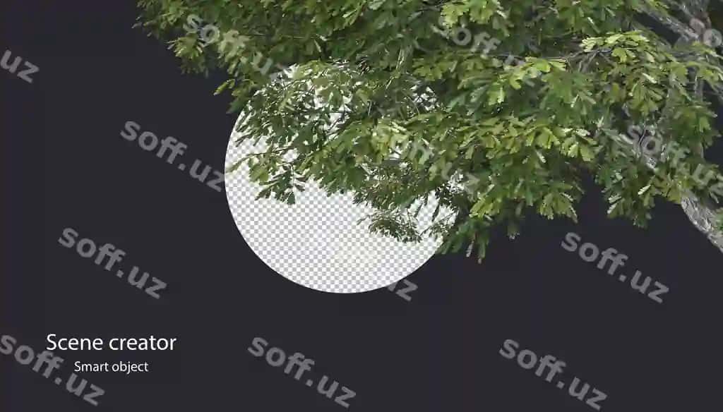 3d daraxt tarmogi ajraltirilgan daraxt tarmogi kesish yo'li | 3d tree branch isolated tree branch clipping path