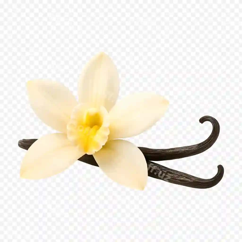 Vanil gul bo'yoqlari shaffof orqa fonda | Vanilla flower pods transparent background