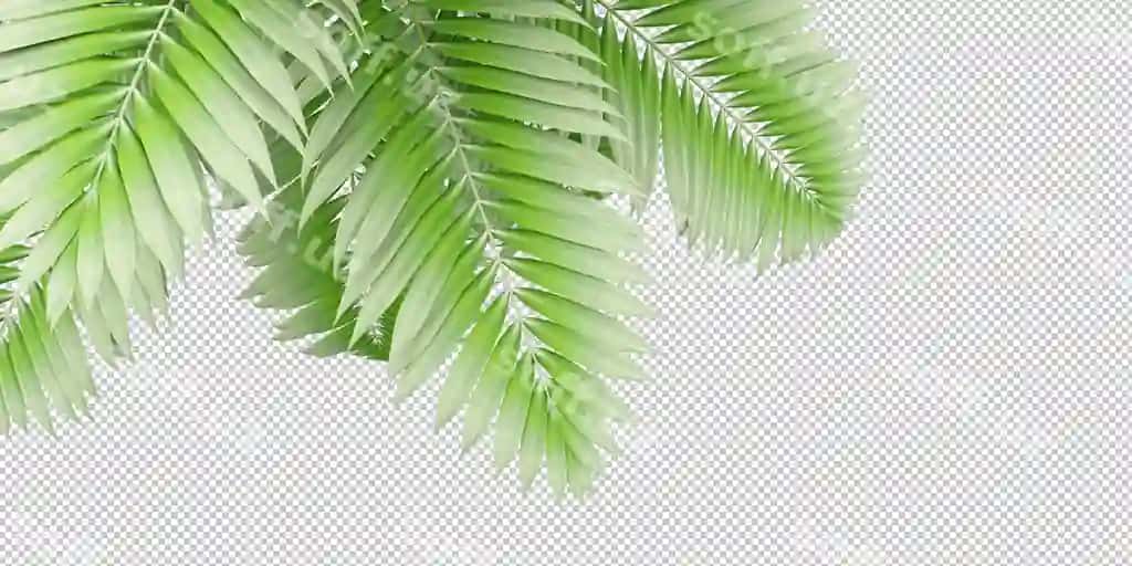 Ajraltirilgan tropik o'simlik nong'ot shaffof orqa fonda | Isolated tropical plant coconut palm transparent background