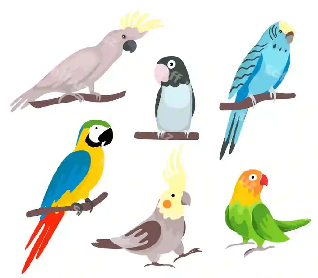 Tropik chochqatlar to'plami illustratsiyasi multfil'm uslubi | Set tropical parrots illustration cartoon style