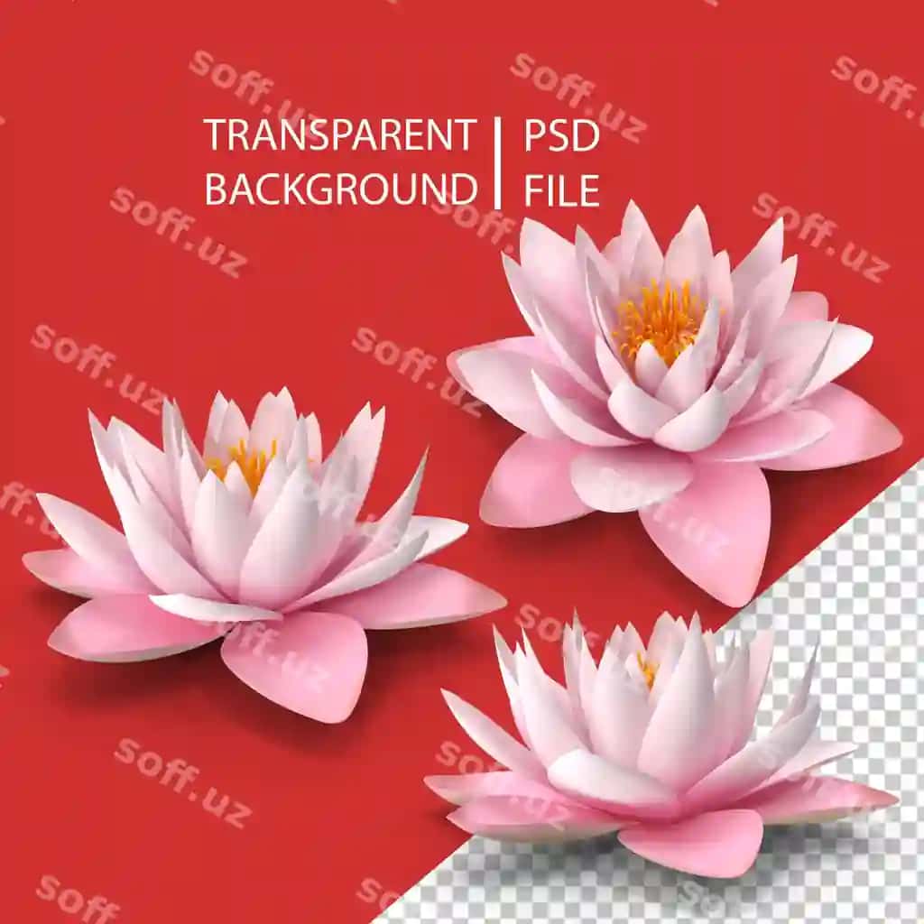 Gullagan nymfa lilyasi Colorado pink lilyasi png | Blooming nymphaea colorado pink lily png