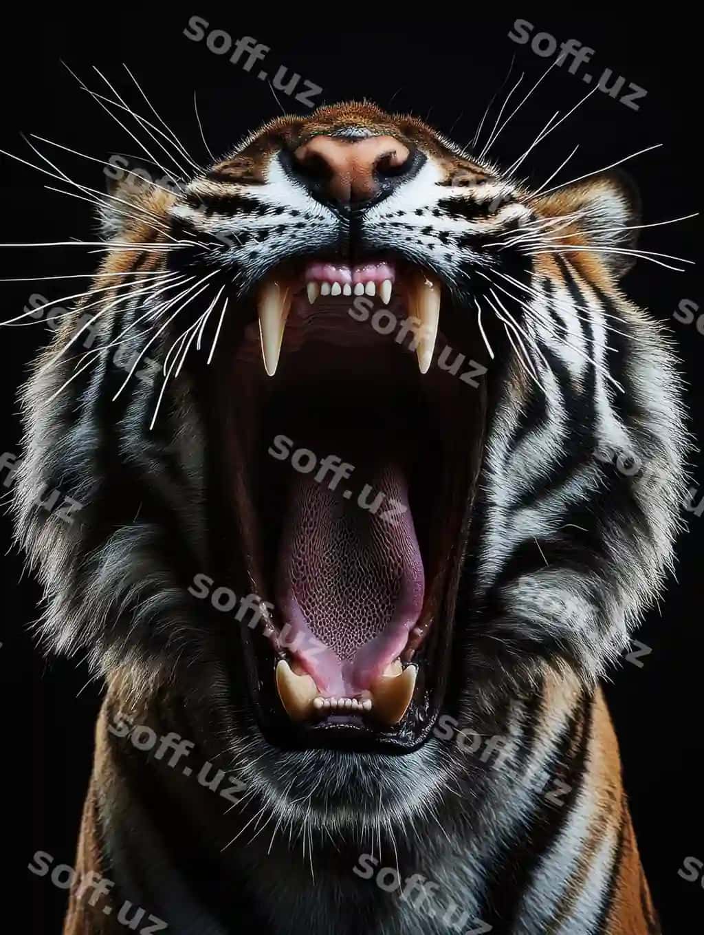 Ochiq og'zili borsin, og'zi ochiq | Tiger with its mouth open with mouth open