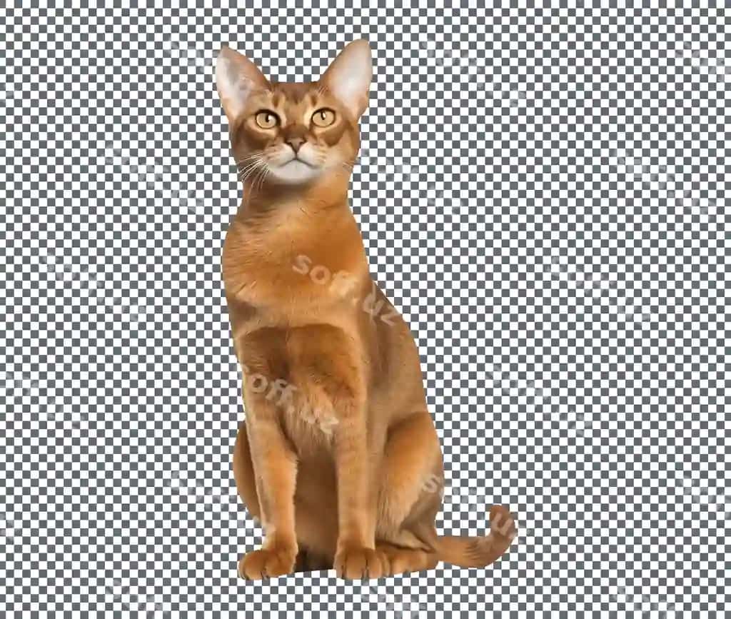 Chiroyli Abyssinian soyli mushuk ajraltirilgan shaffof fonda | Cute abyssinian breed cat isolated transparent background