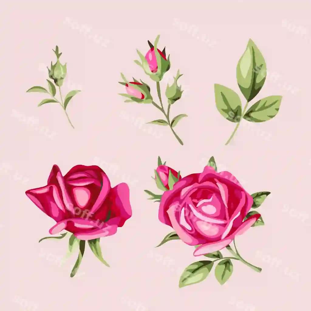 To'plam komplekti Roz | Set collection rose