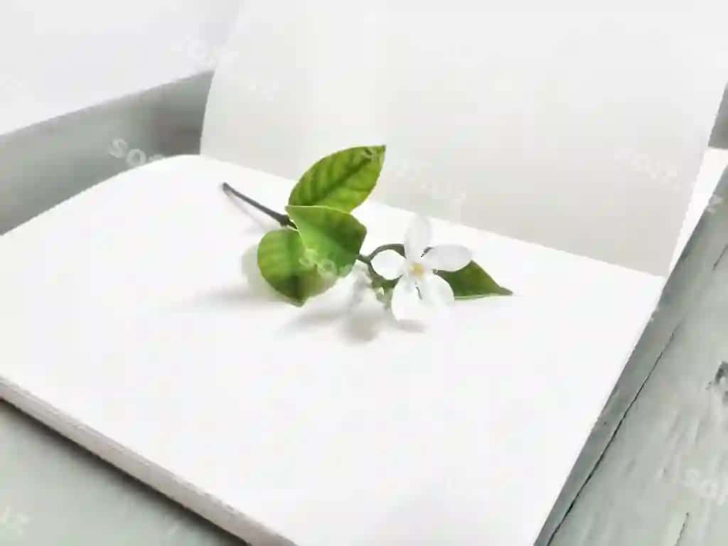 Yuqori burchakdan ko'rinish gul varaq ochilgan bo'sh kitob | High angle view flower leaves open blank book
