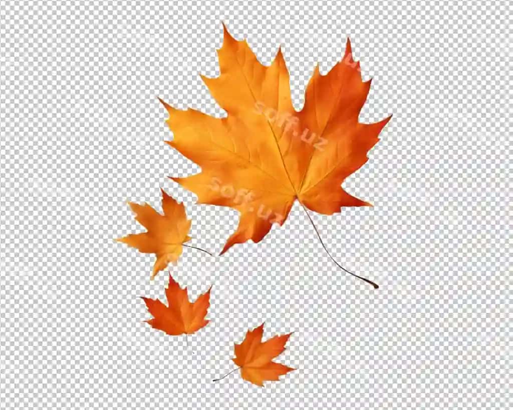 Ajraltirilgan kuzgi barglar shaffof fonda | Isolated autumn leaves transparent background