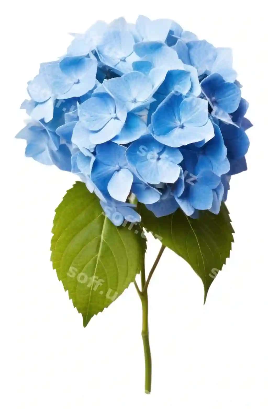 Png gortenziya gul petal o'simlik | Png hydrangea flower petal plant