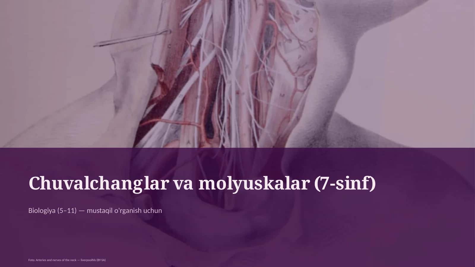 Chuvalchanglar va molyuskalar (7-sinf)