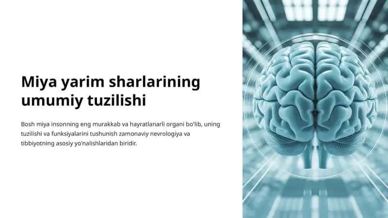 Miya yarim sharlarining tuzilishi