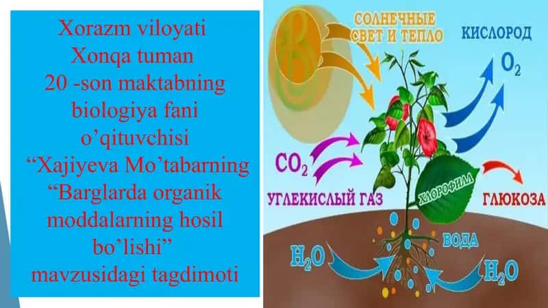 Xajiyeva Mo’tabarning "Barglarda organik moddalarning hosil bo’lishi" mavzusidagi tagdimoti