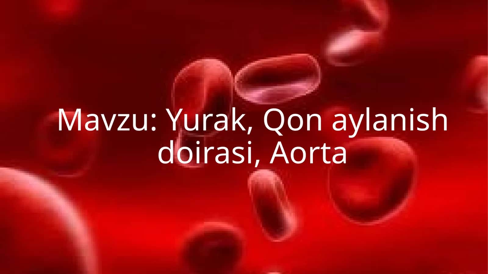 Yurak, Qon aylanish doirasi, Aorta