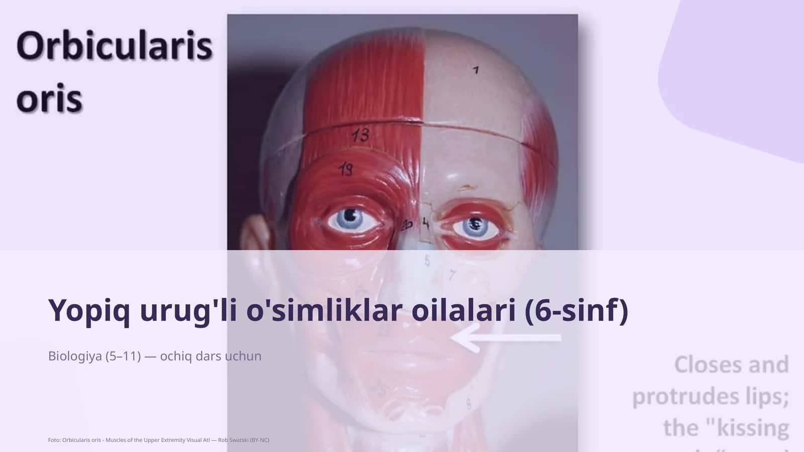 Yopiq urug'li o'simliklar oilalari (6-sinf)