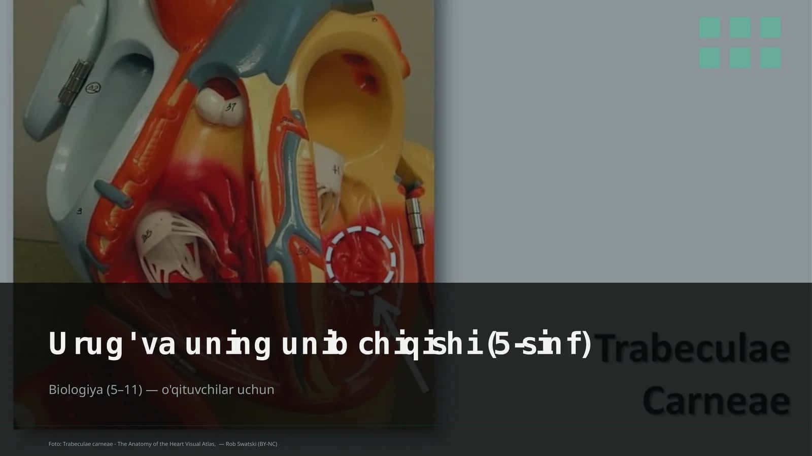 Urug' va uning unib chiqishi (5-sinf)